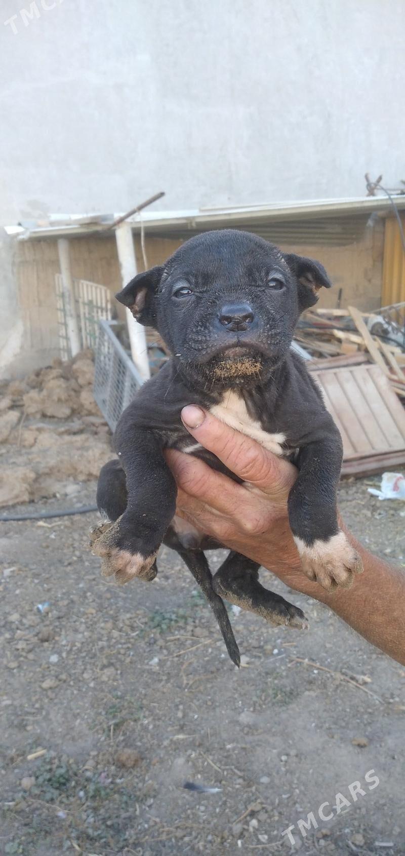 pitbul it - Aşgabat - img 2