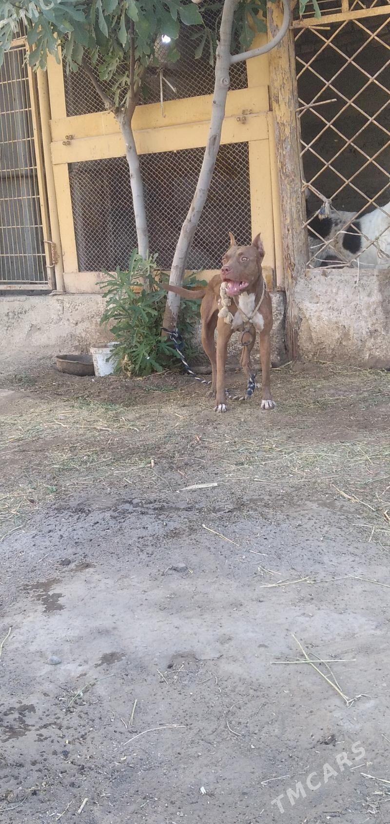 pitbul it - Aşgabat - img 7