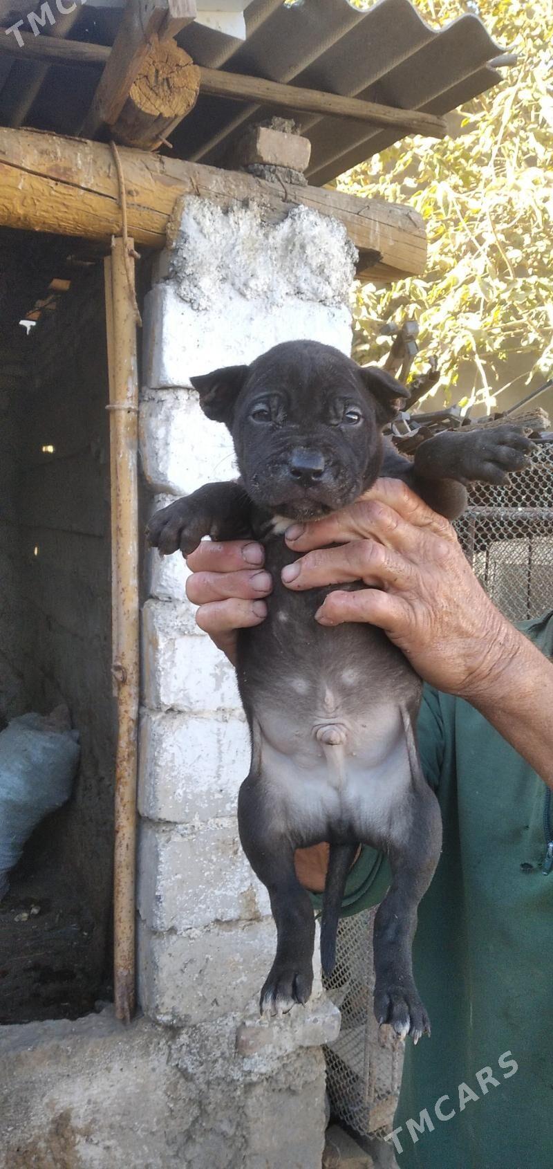 pitbul it - Aşgabat - img 4