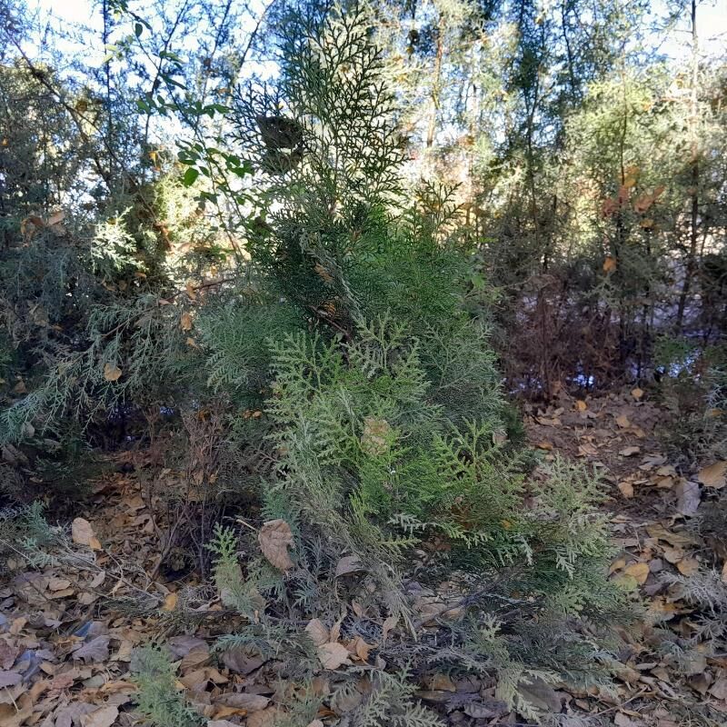 Tuýa ýolka - Багир - img 1