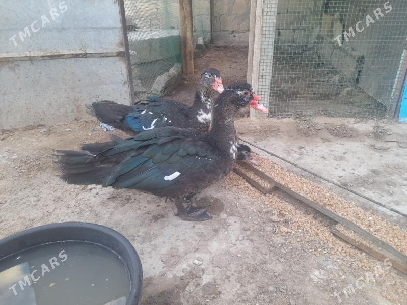 Ördek - Гызыларбат - img 1