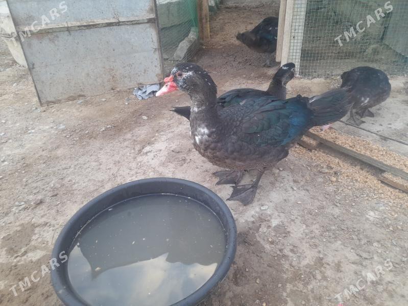 Ördek - Гызыларбат - img 3