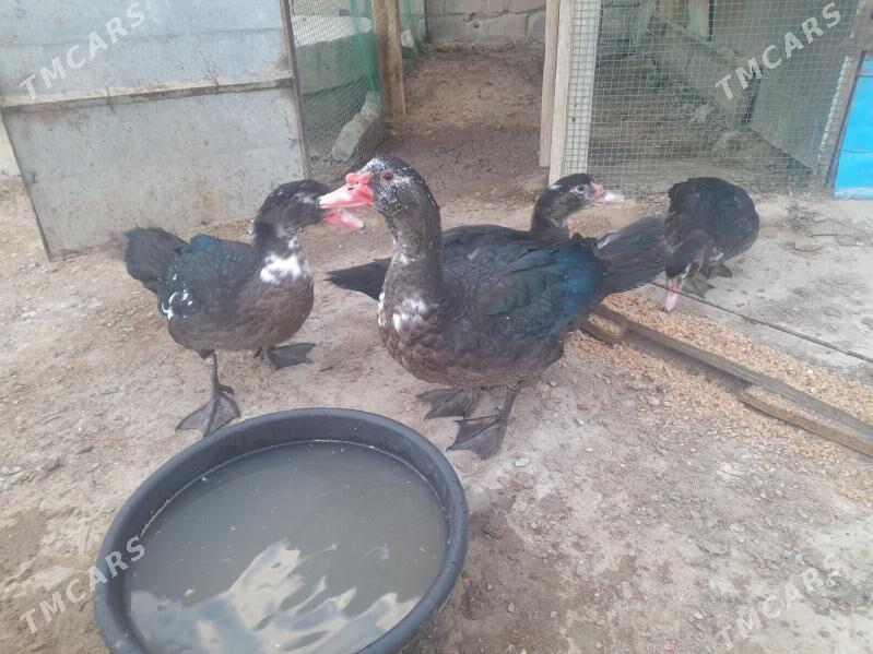 Ördek - Гызыларбат - img 2