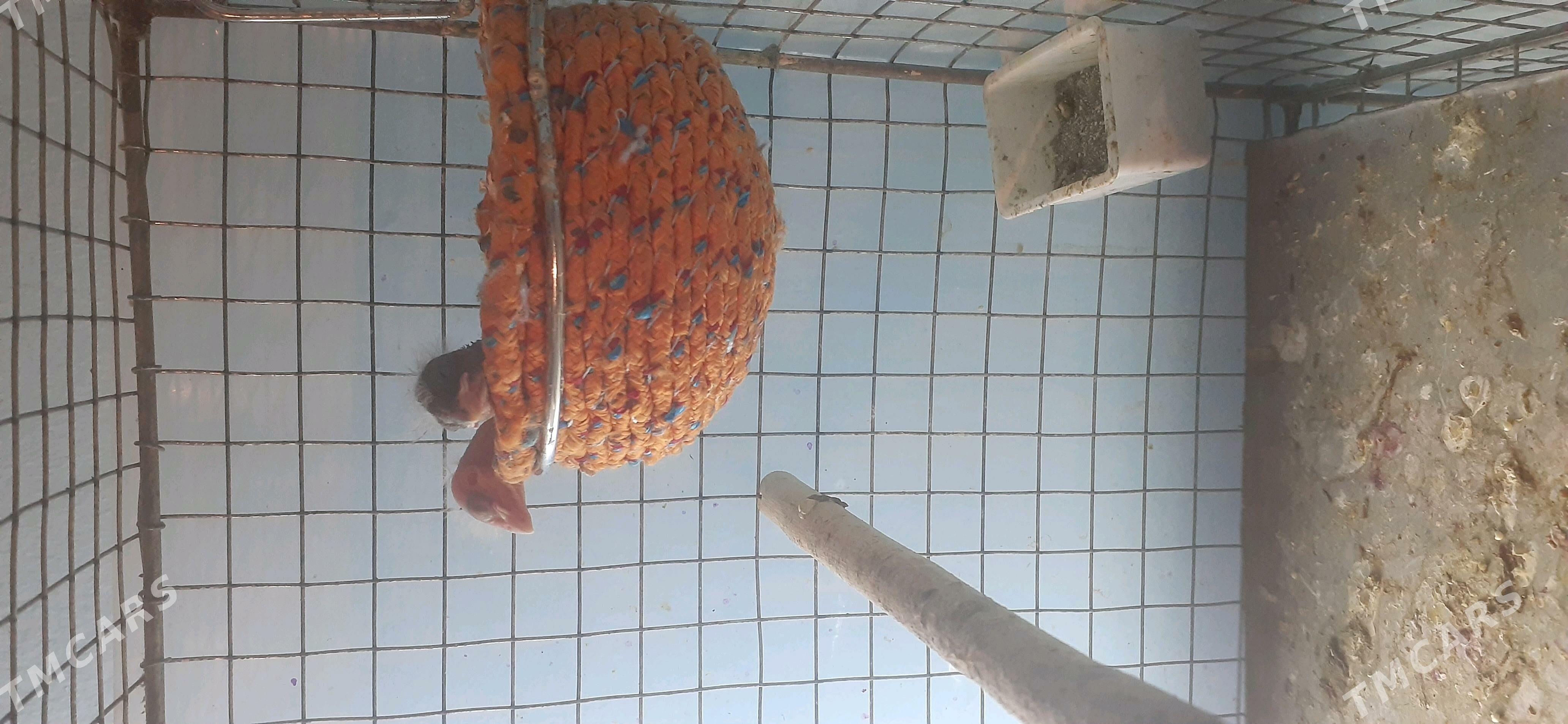 kanareýka bilbil - Çoganly - img 3