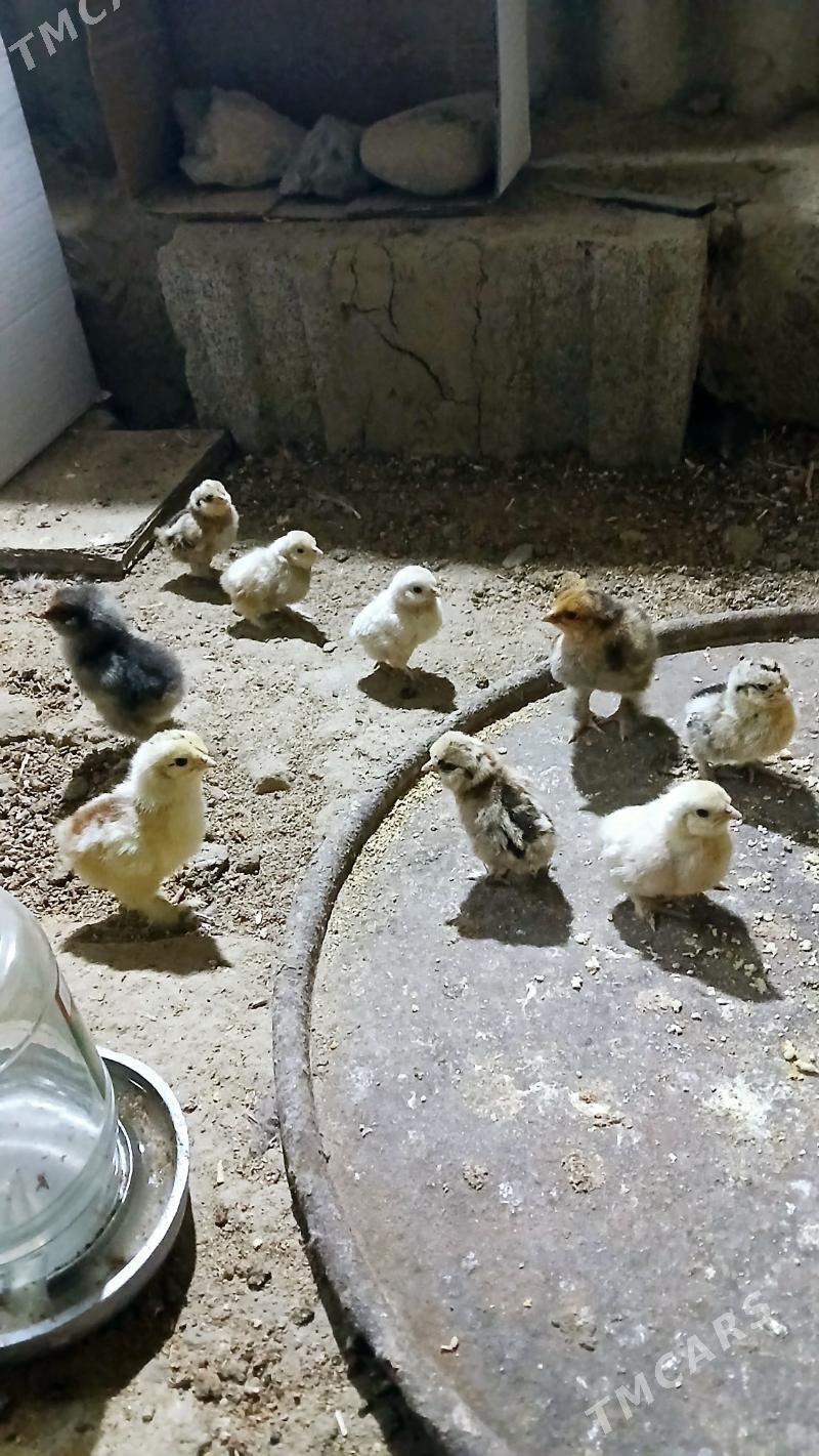 karlik juje - Bäherden - img 4