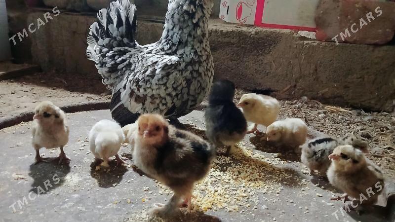 karlik juje - Bäherden - img 6