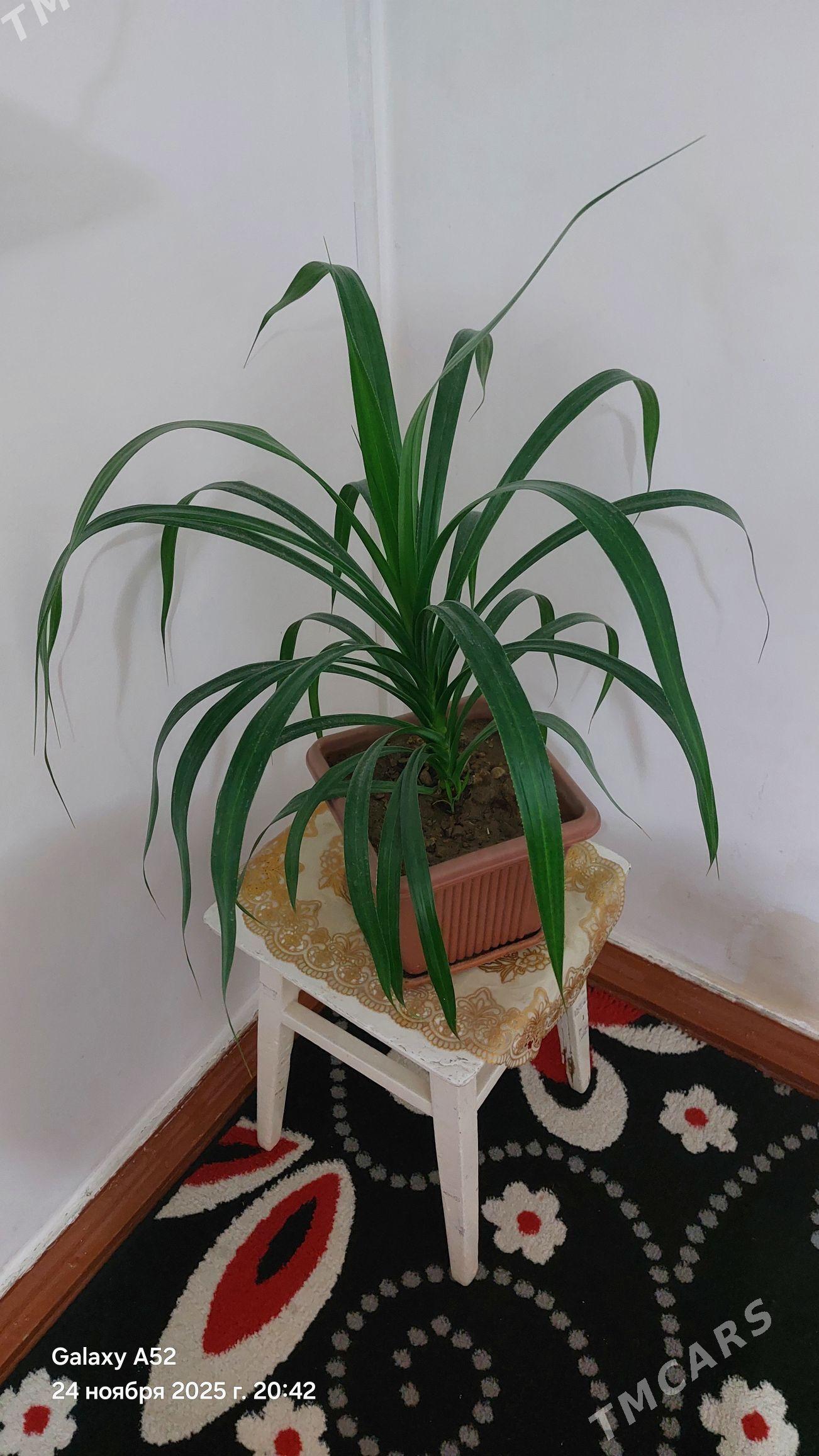 otag gul - Balkanabat - img 3