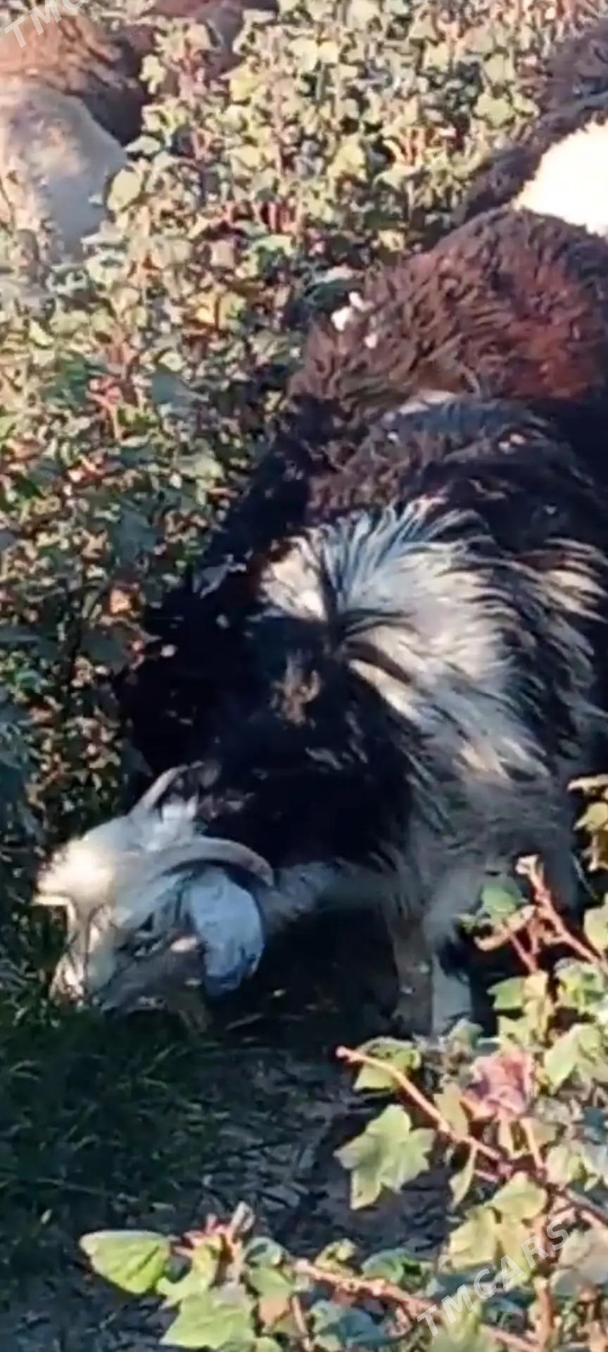 geci - Änew - img 2