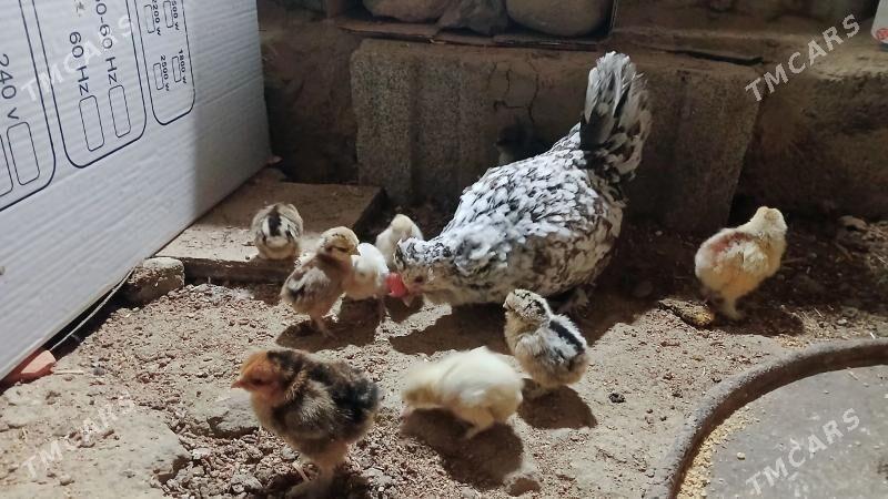 karlik juje - Bäherden - img 3