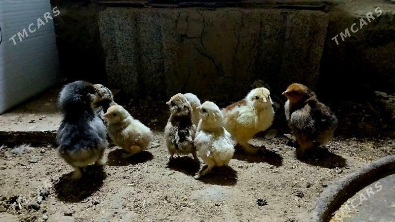 karlik juje - Bäherden - img 7