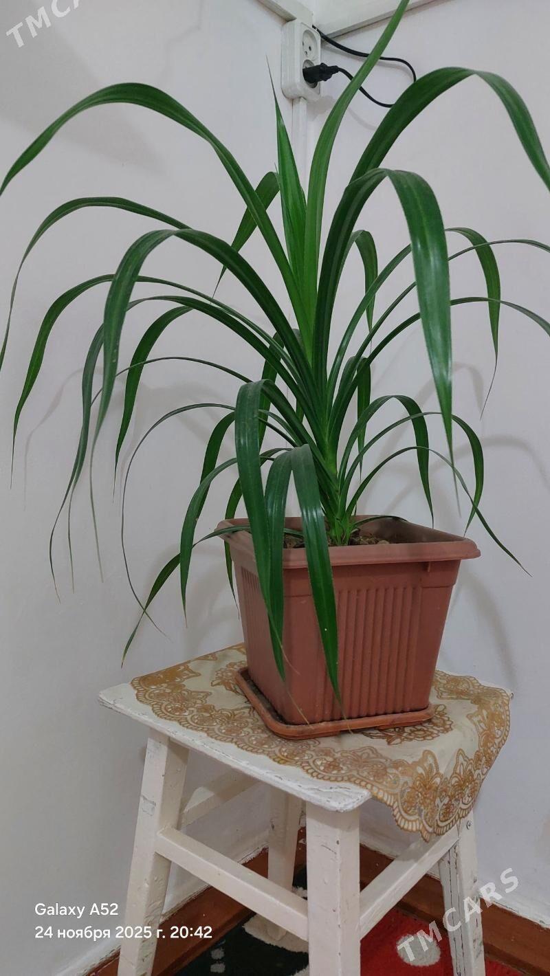 otag gul - Balkanabat - img 2