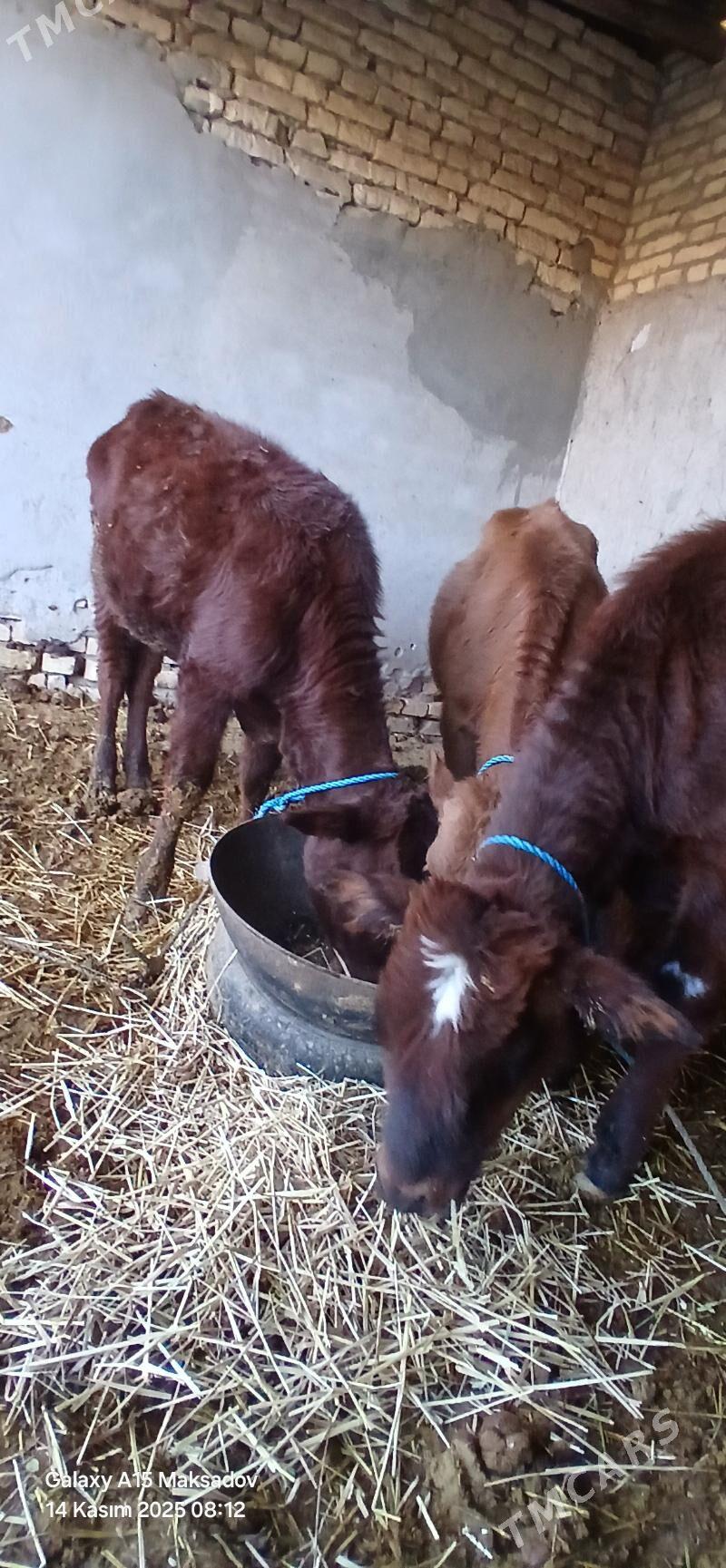 goleler - Sakar - img 1