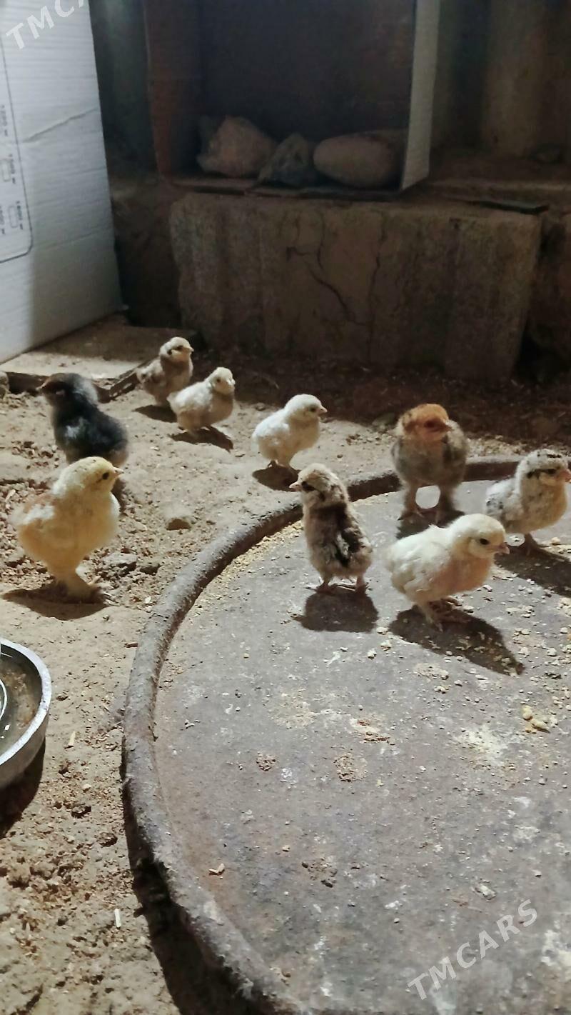 karlik juje - Bäherden - img 5