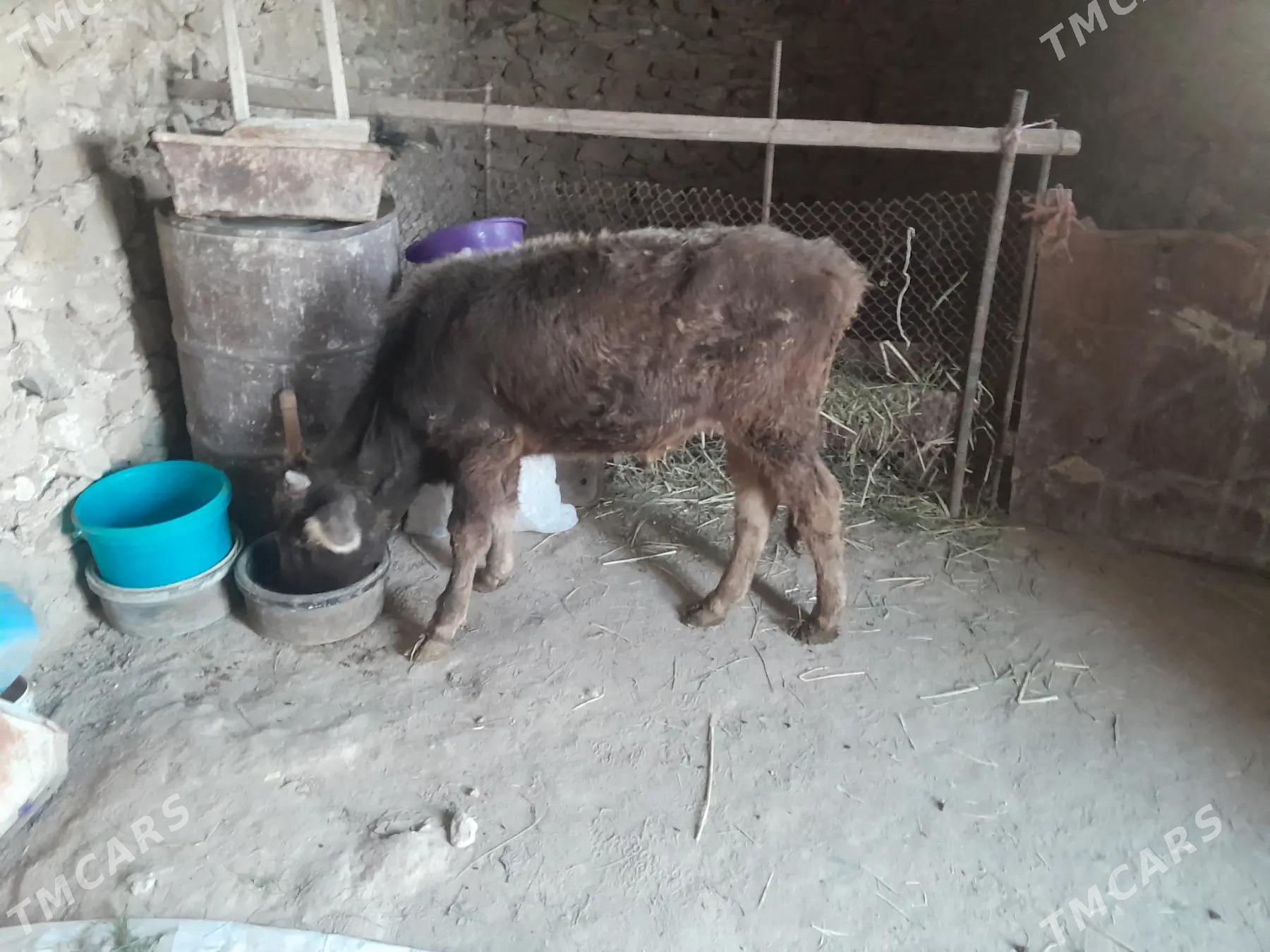 Okuzce - Gyzylarbat - img 1