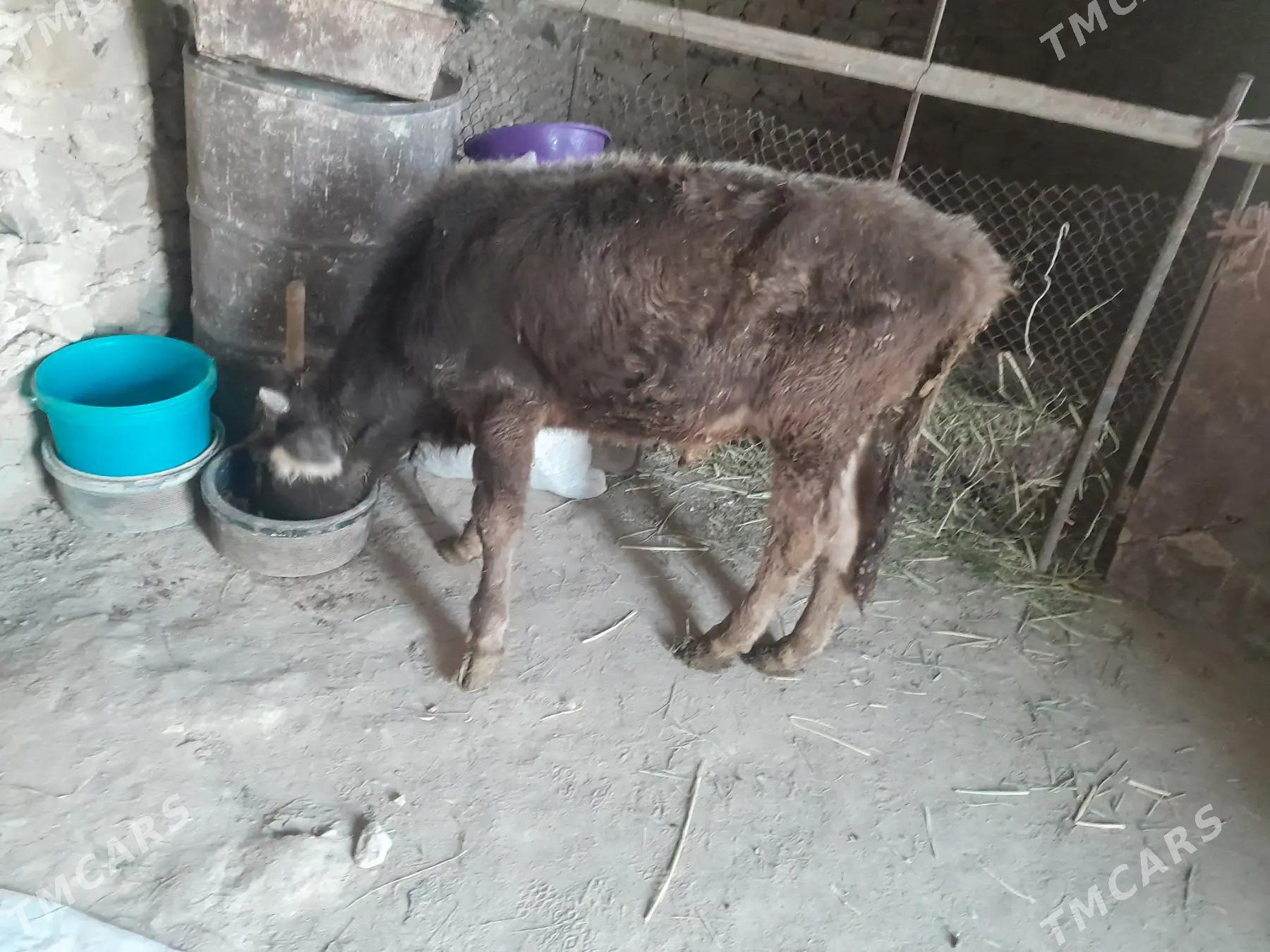 Okuzce - Gyzylarbat - img 2