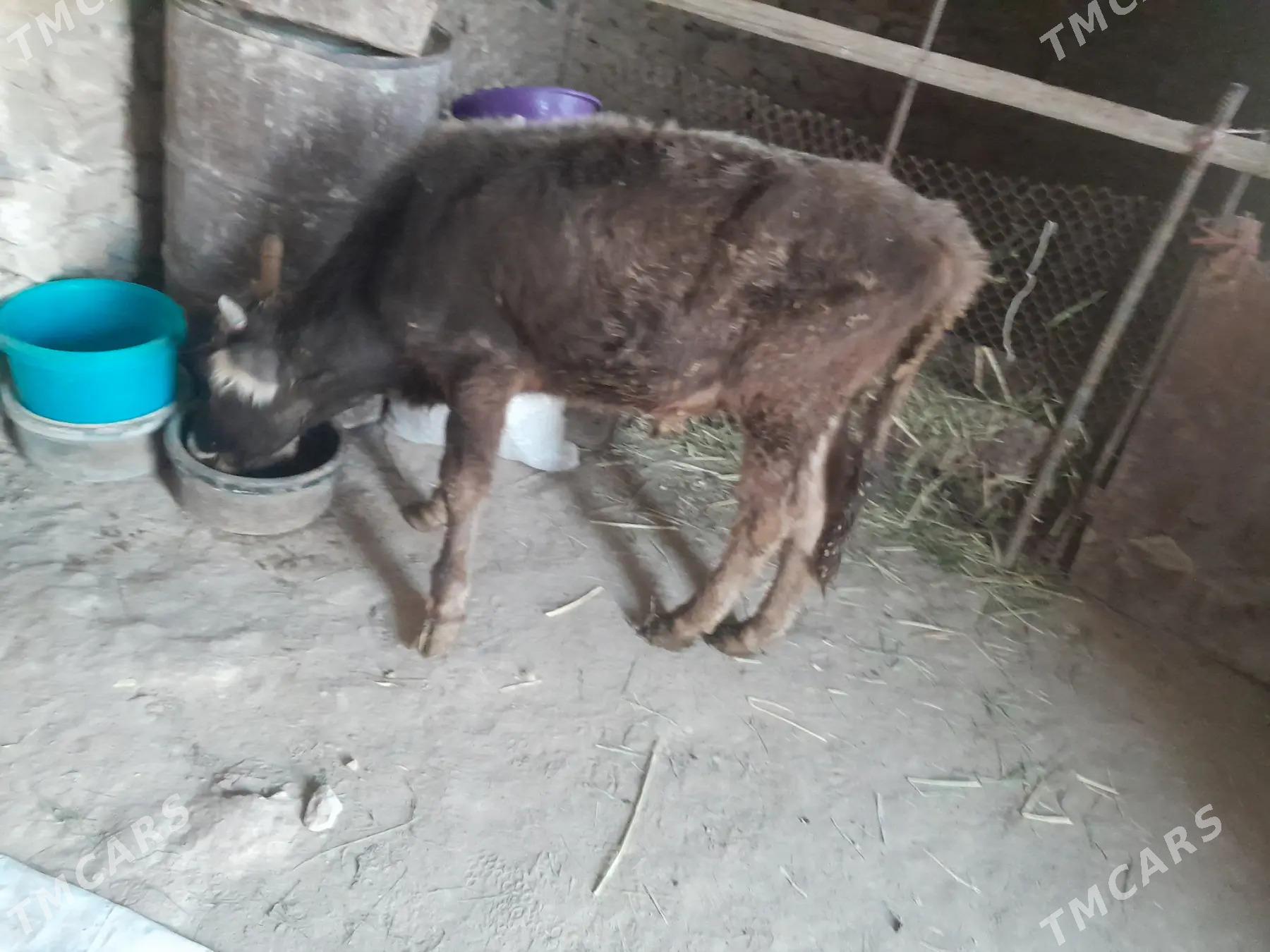 Okuzce - Gyzylarbat - img 3