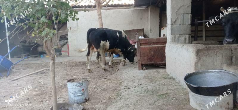 okuz - Ашхабад - img 3