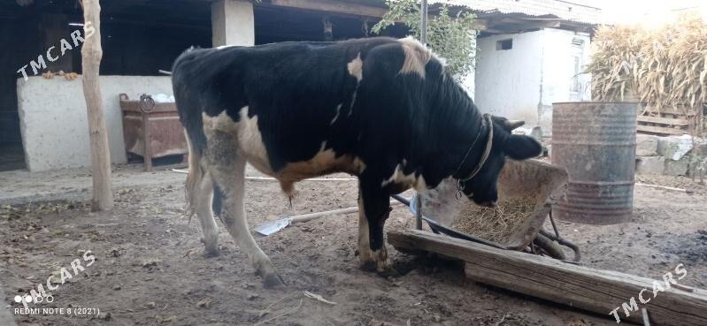 okuz - Ашхабад - img 2