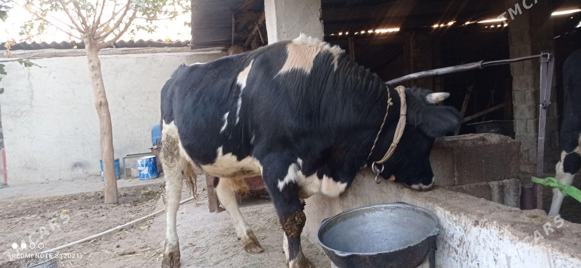 okuz - Ашхабад - img 5