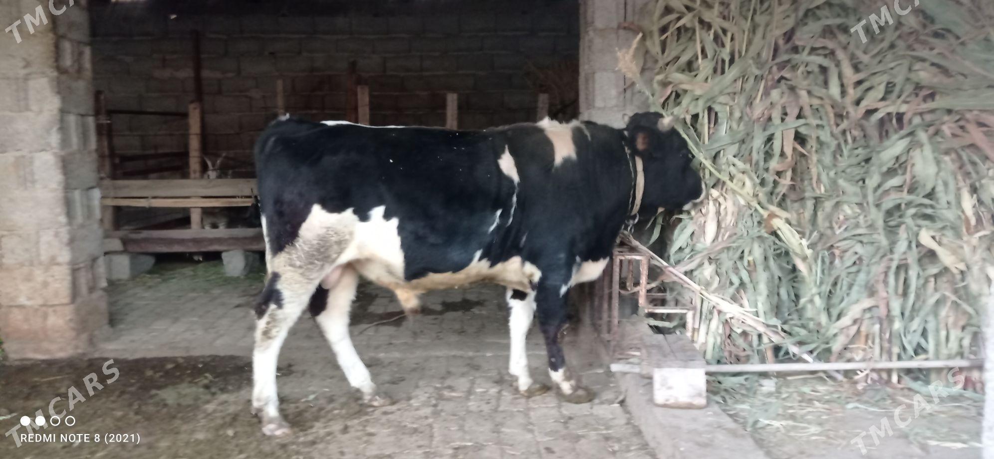 okuz - Ашхабад - img 6