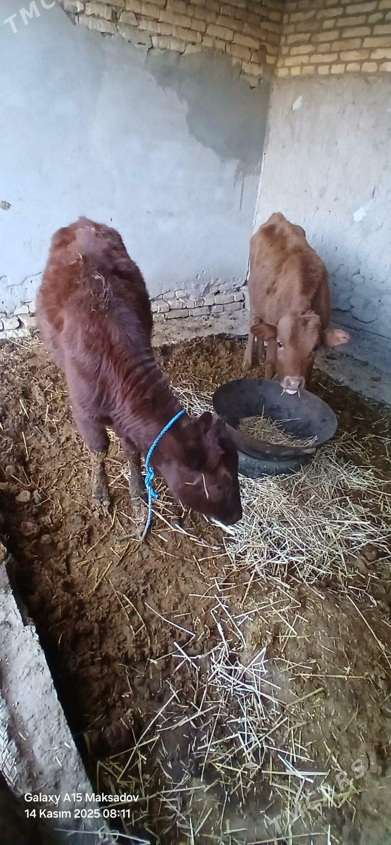 goleler - Sakar - img 2