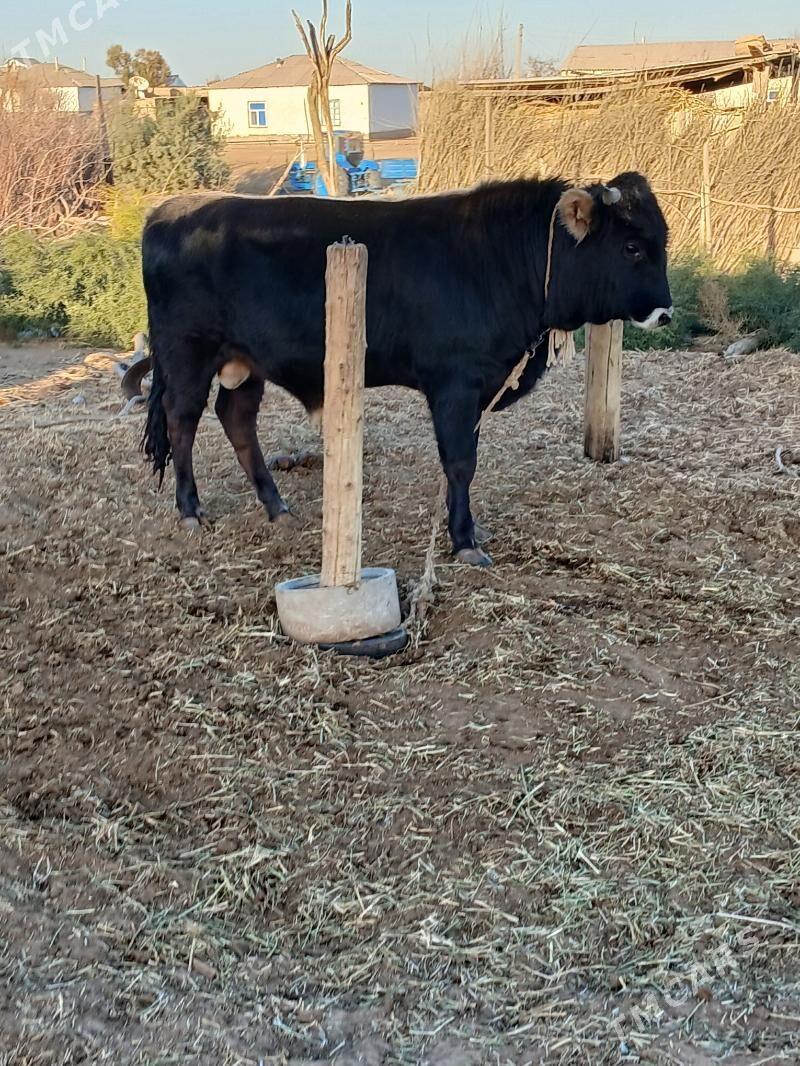 Öküz - Бабадайхан - img 2