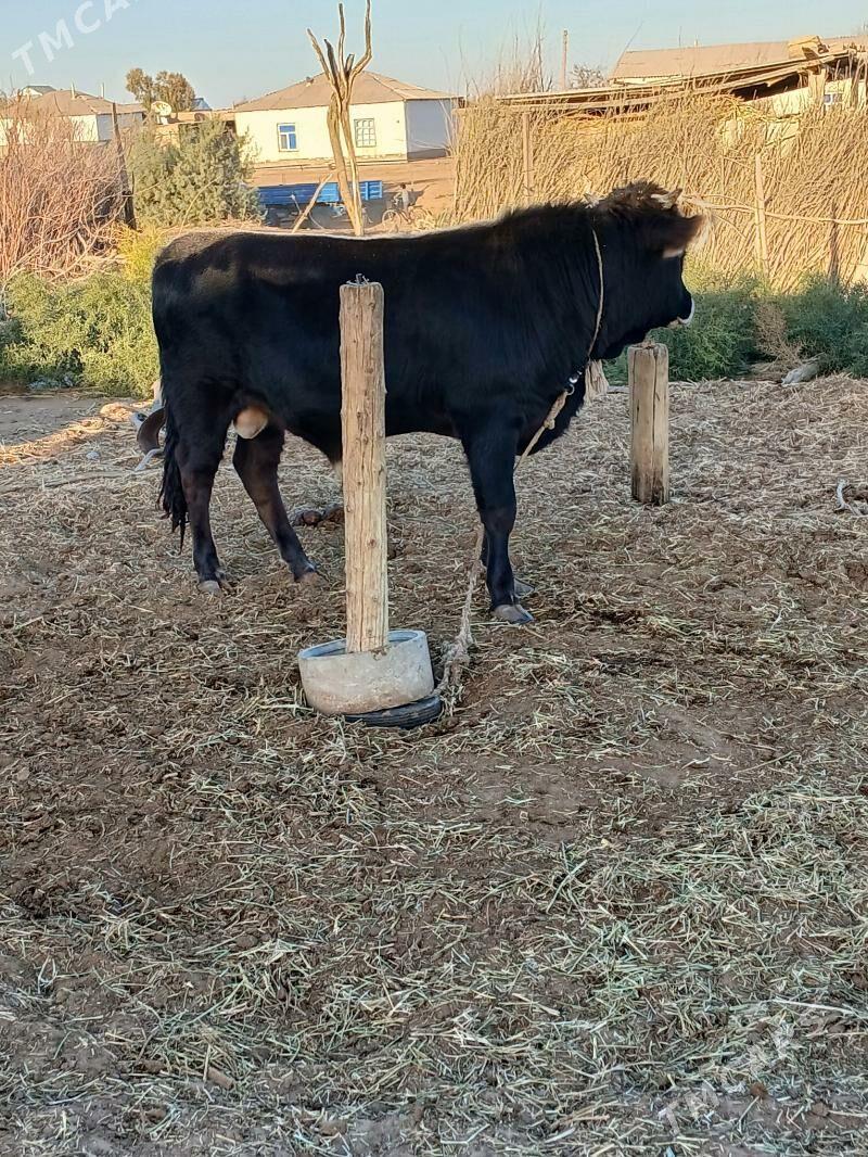 Öküz - Бабадайхан - img 1