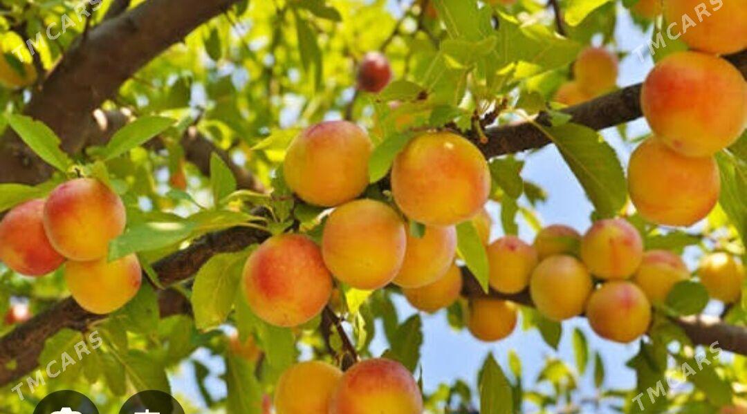 Teplisa baglar - Kaka - img 2