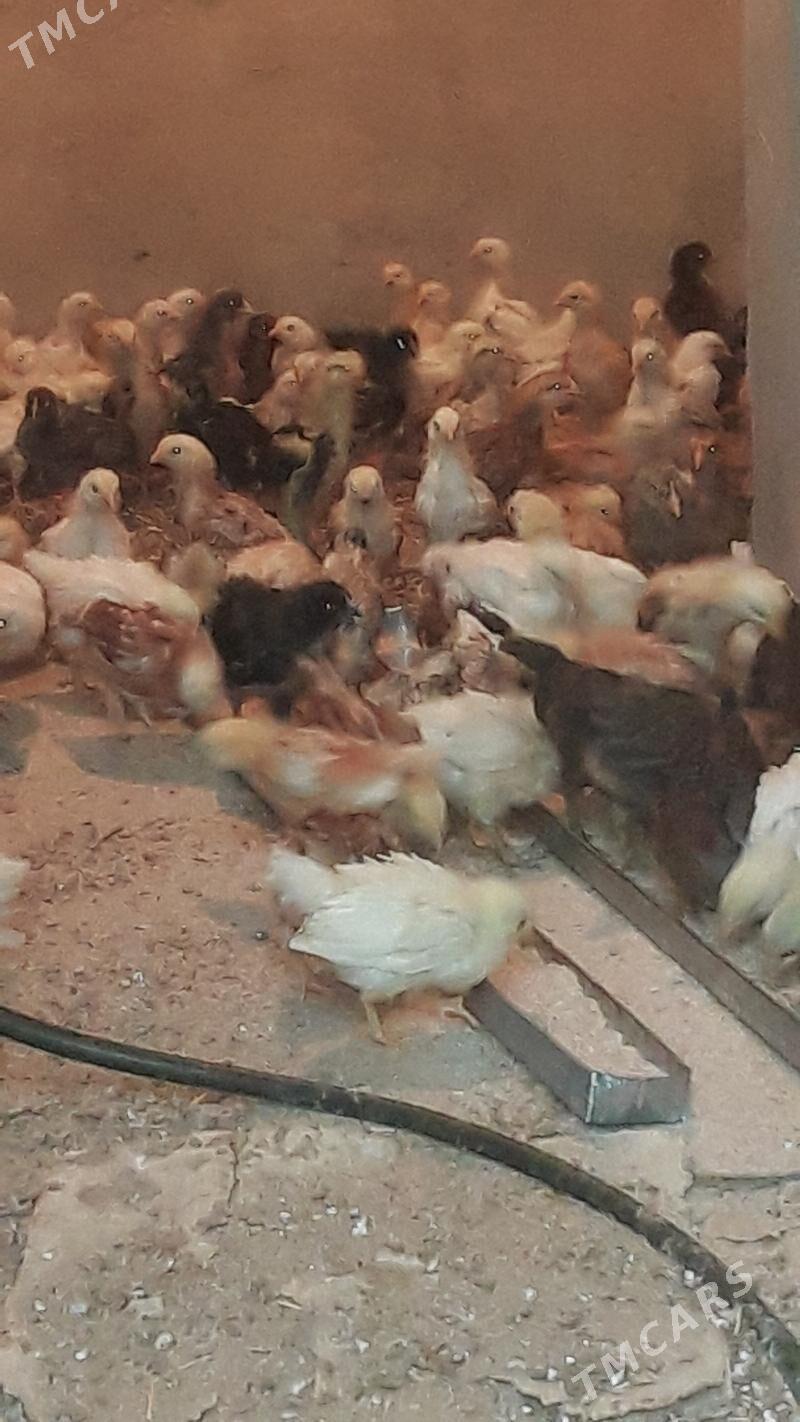 Towuk jüje - Сакарчага - img 3