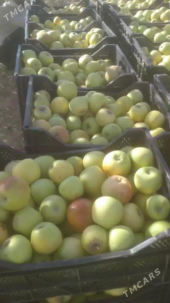 Teplisa baglar - Kaka - img 6