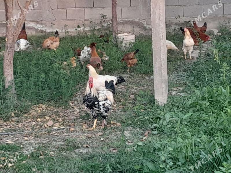 Horaz Towuk - Кака - img 2