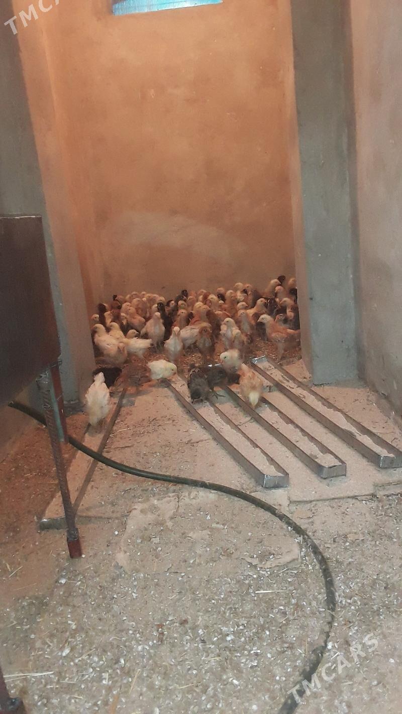 Towuk jüje - Сакарчага - img 2