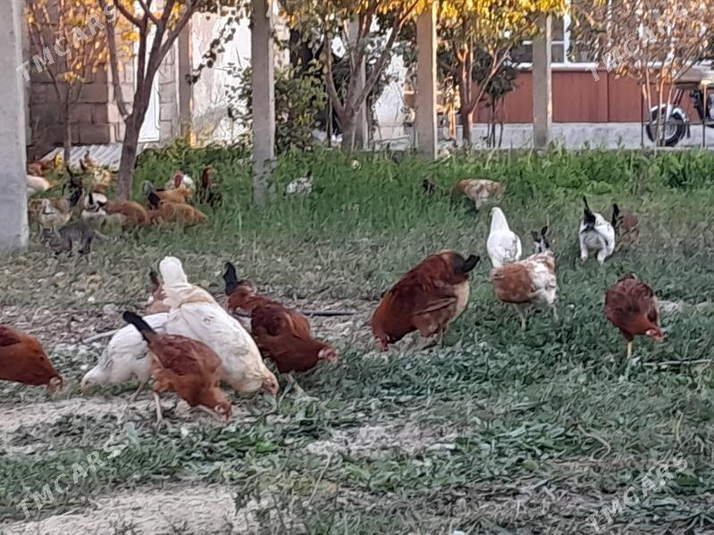 Horaz Towuk - Кака - img 3