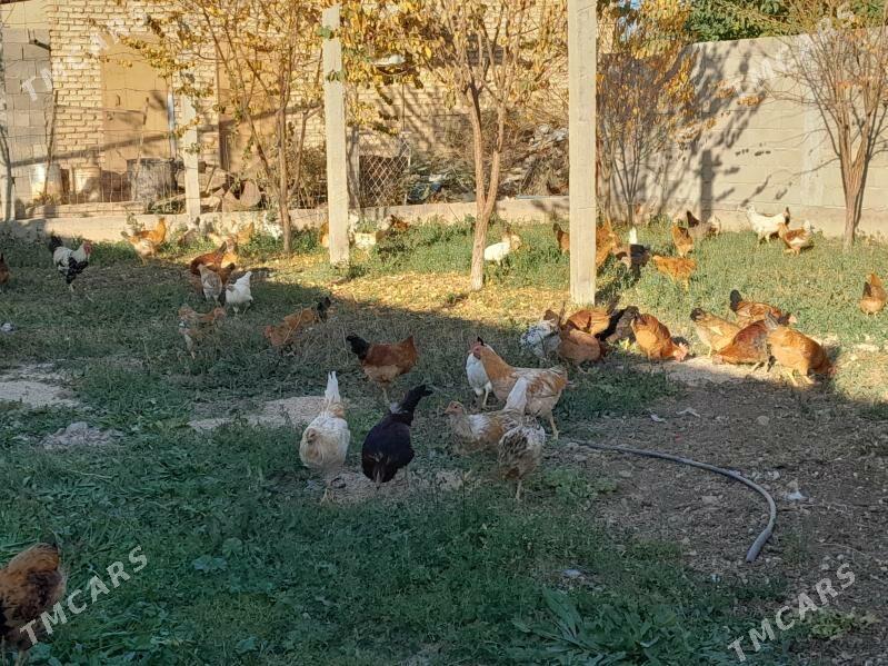 Horaz Towuk - Кака - img 5