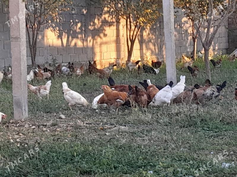 Horaz Towuk - Кака - img 6