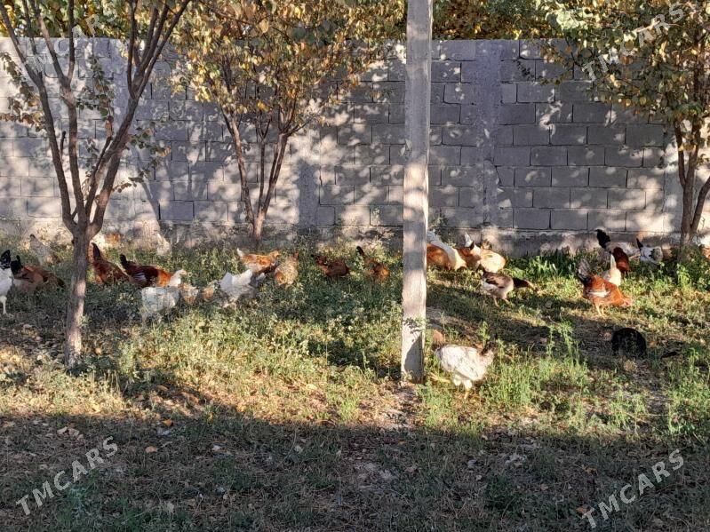 Horaz Towuk - Кака - img 7