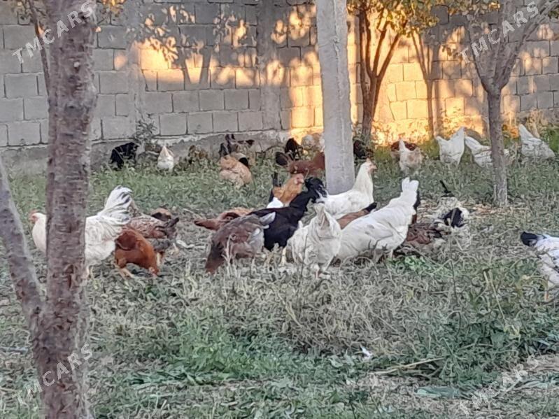 Horaz Towuk - Кака - img 4