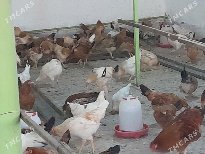 Horaz Towuk - Кака - img 8