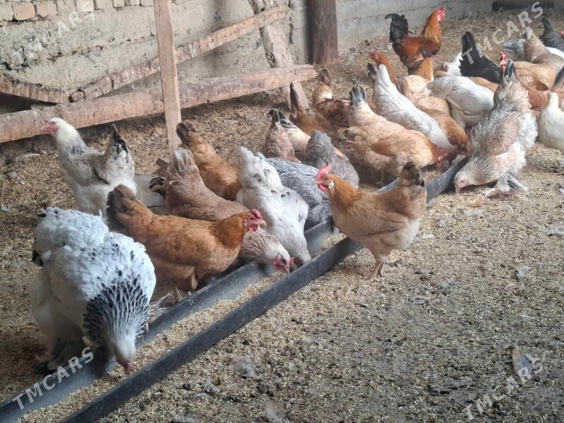 towuk - Kaka - img 3