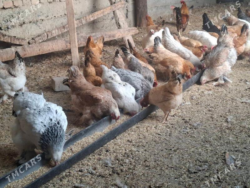 towuk - Kaka - img 2