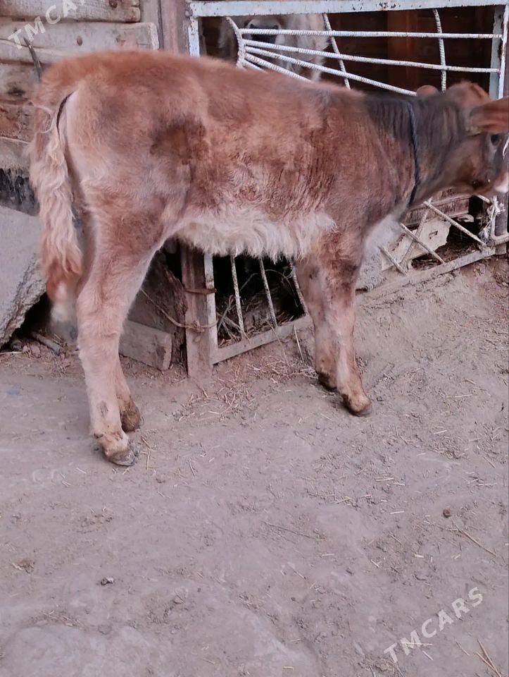 Tohum göleli sygyr - Bäherden - img 3