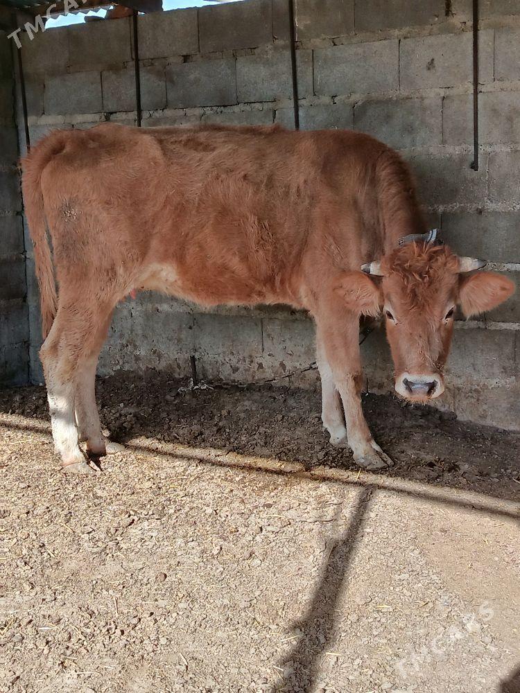 Tohum göleli sygyr - Bäherden - img 1