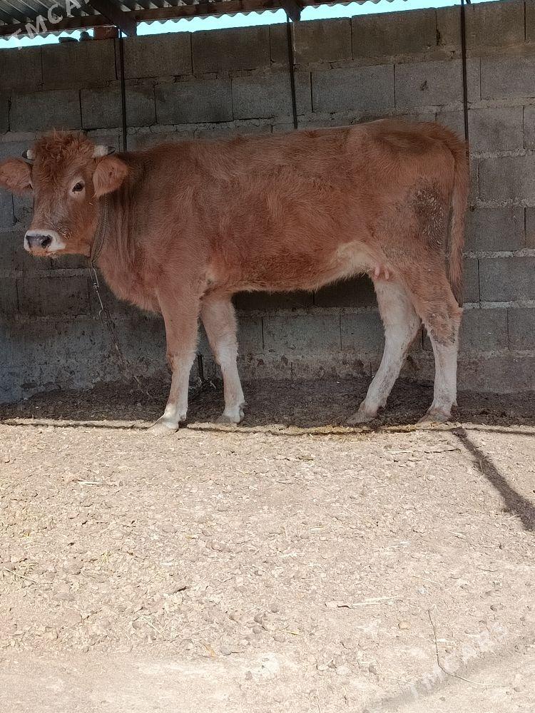 Tohum göleli sygyr - Bäherden - img 2