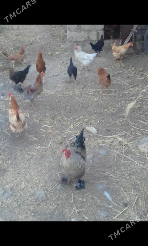 towuk - Ýaşlyk - img 2