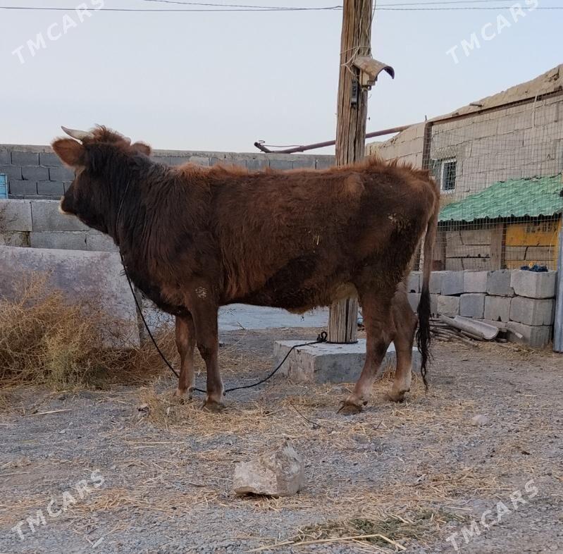 SIWES TOHUM SYGYR - Бахарден - img 2