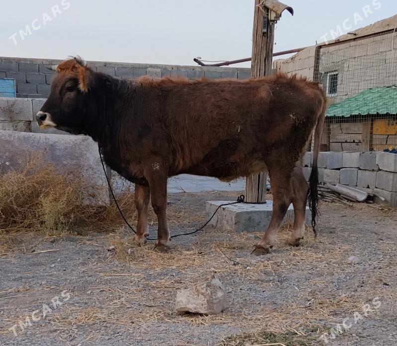 SIWES TOHUM SYGYR - Бахарден - img 3