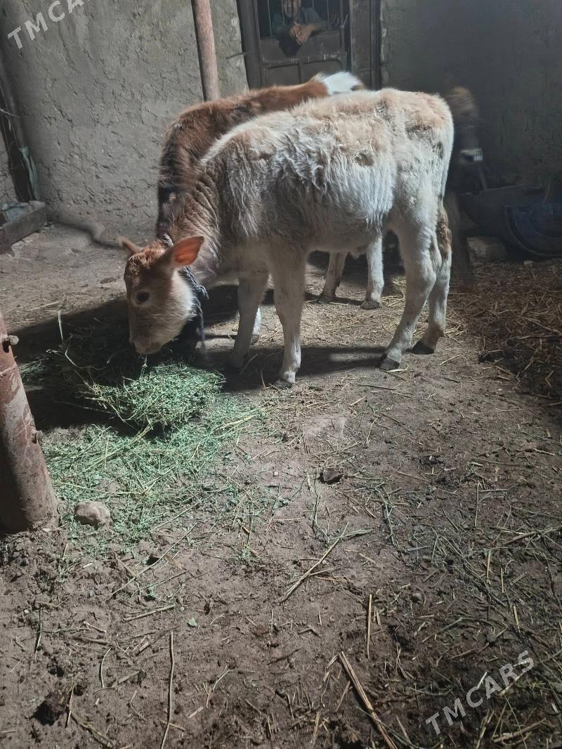 3si bile urkacy - Balkanabat - img 2