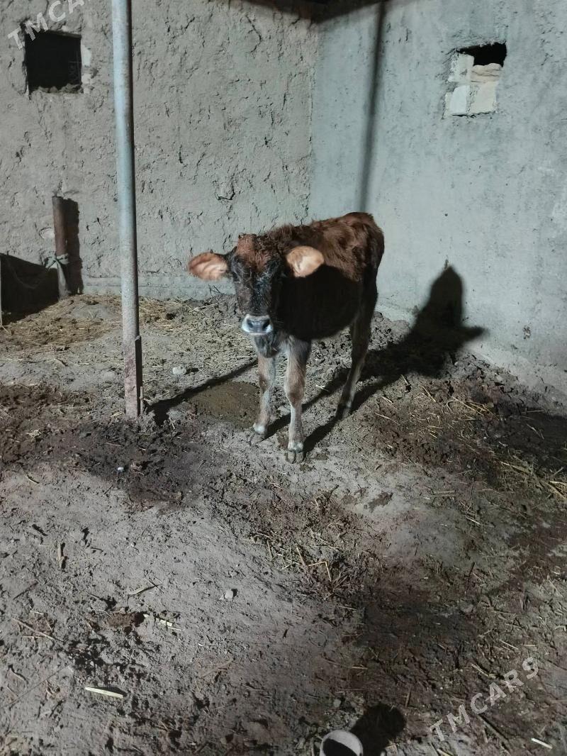 3si bile urkacy - Balkanabat - img 4