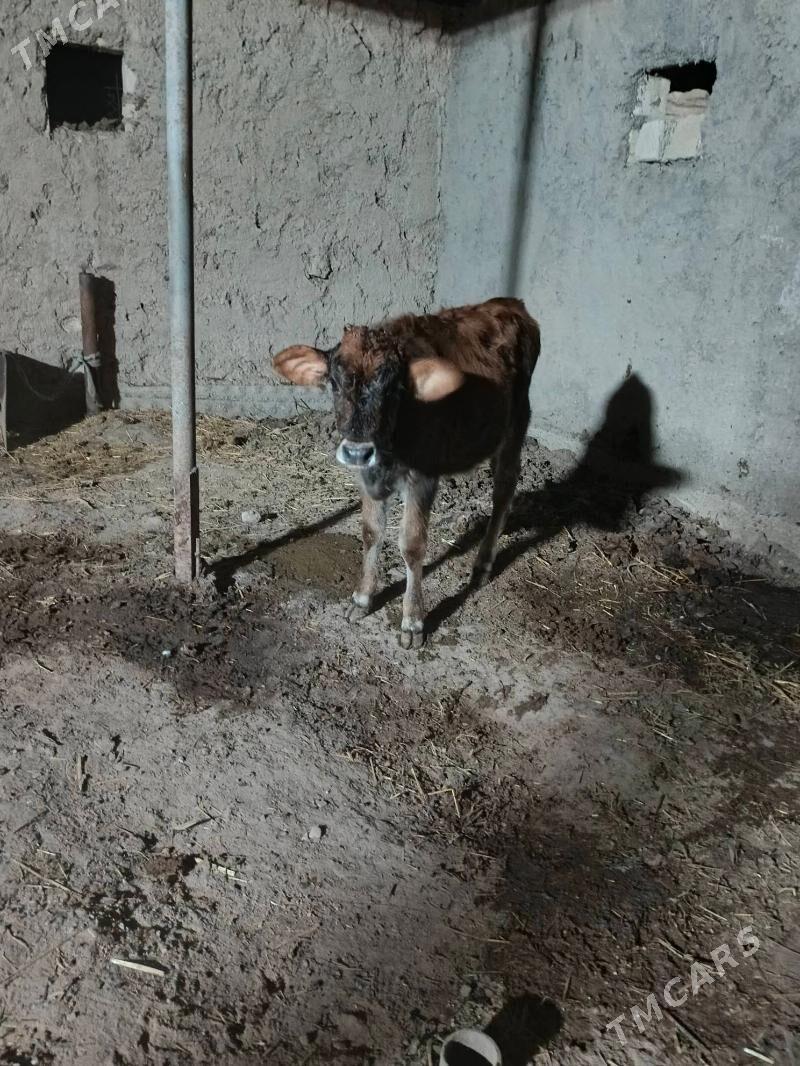 3si bile urkacy - Balkanabat - img 3