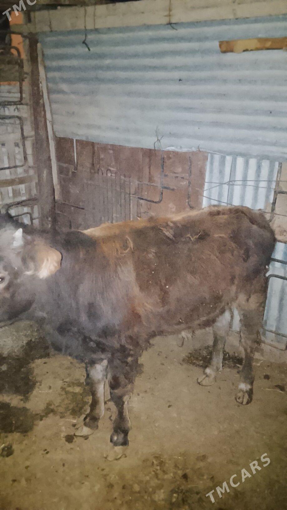 10aylik ökuzçe - Балканабат - img 2